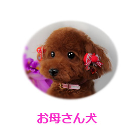 トイプードル