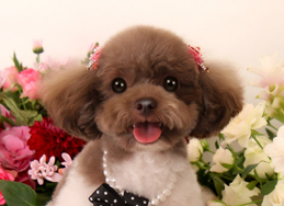 写真：マカロンちゃん