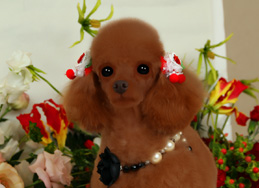 写真：ティザーノちゃん