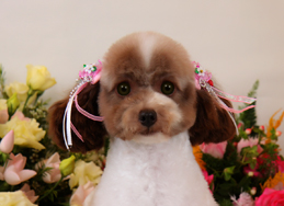 写真：ユーミンちゃん