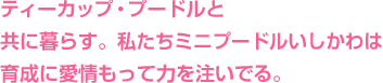 ティーカップ・プードルと共に暮らす。私たちミニプードルいしかわは育成に愛情をもって力を注いでいる。