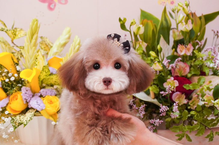 子犬のご案内|トイプードル・ティーカッププードルのブリーダーなら 