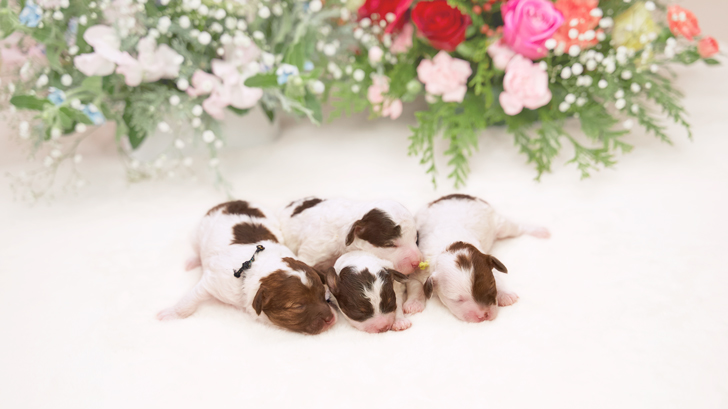 TCN234 トイプードルの写真