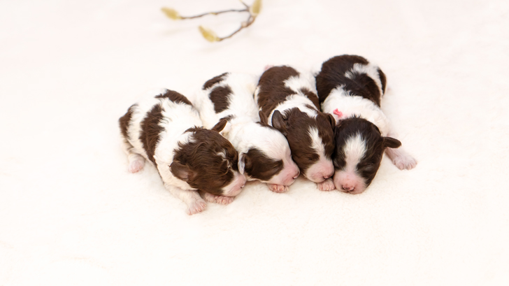 TCN235 トイプードルの写真