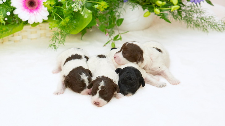 TCN237 トイプードルの写真