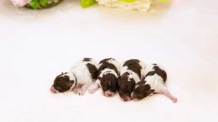 TCN238 トイプードルの写真