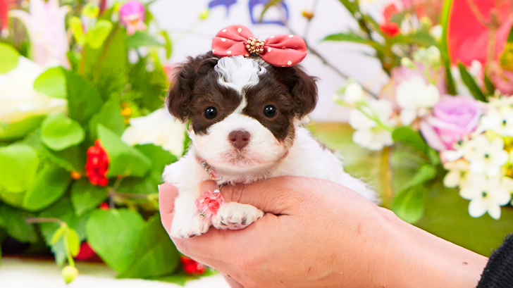 ティーカッププードル