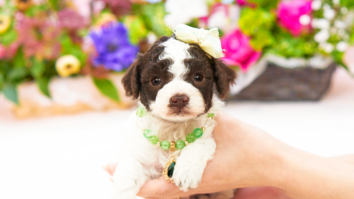 TCP236 トイプードルの写真