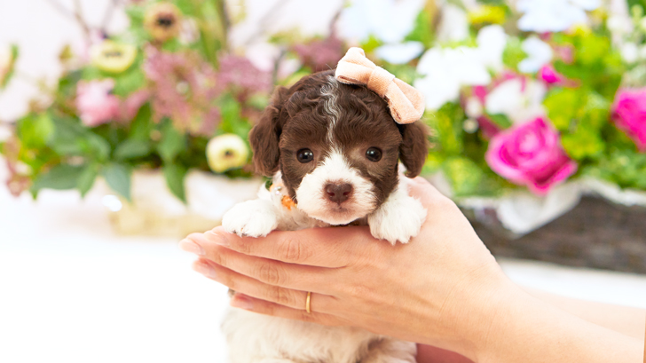 TCP238 トイプードルの写真