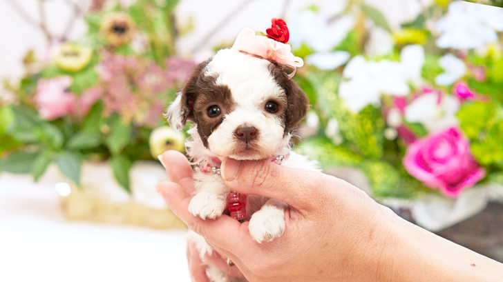 TCP239 トイプードルの写真