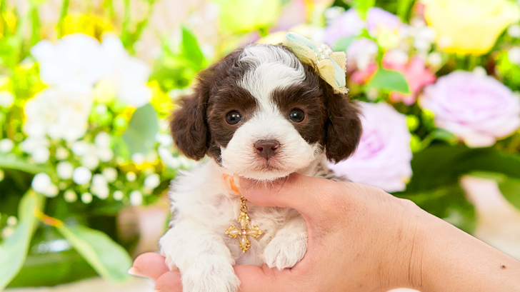 TCP240 トイプードルの写真