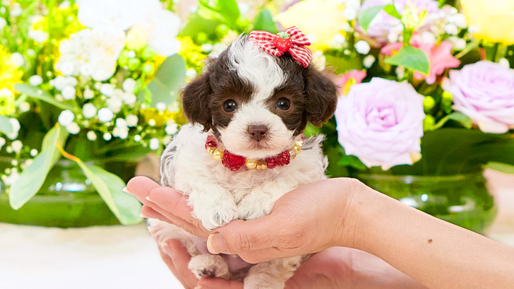 TCP241 トイプードルの写真