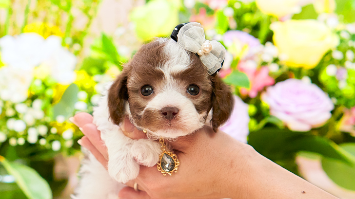 TCP242 トイプードルの写真