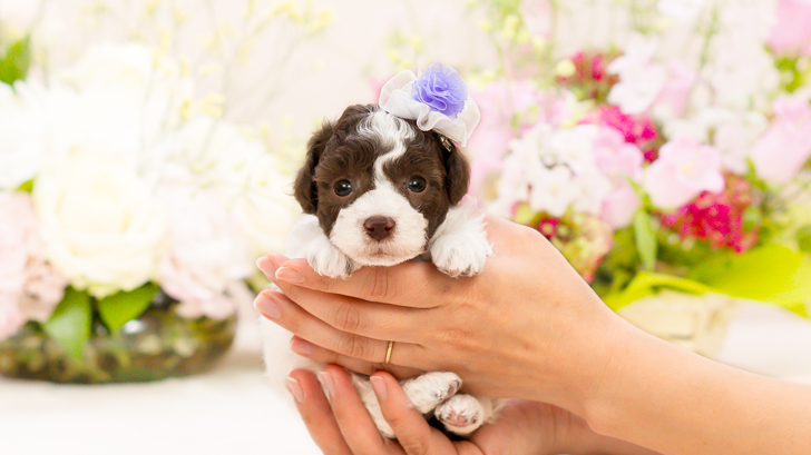 TCP243 トイプードルの写真