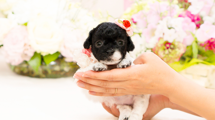 TCP244 トイプードルの写真