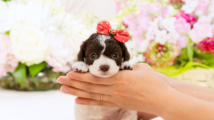 TCP245 トイプードルの写真