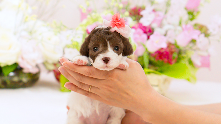 TCP246 トイプードルの写真