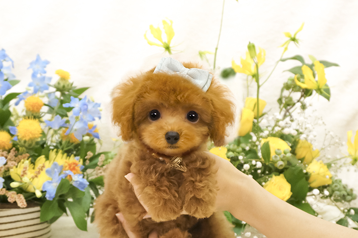 売約済み子犬のアルバム トイプードル ティーカッププードルのミニプードルいしかわ