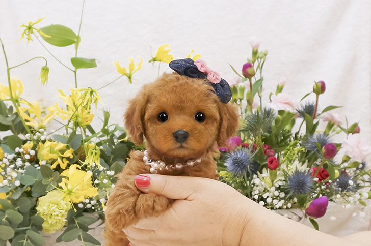 子犬の詳細no Tcr1085 トイプードル ティーカッププードルのブリーダーミニプードルいしかわ 子犬の詳細no Tcr1085 トイプードル ティーカッププードルのブリーダーミニプードルいしかわ
