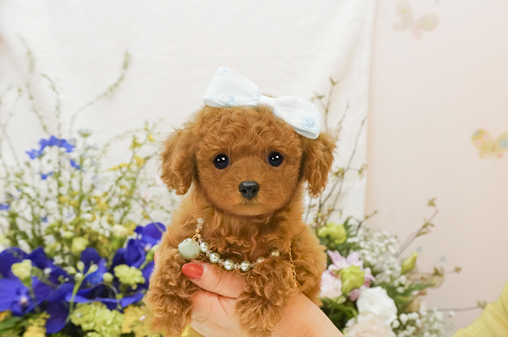 売約済み子犬のアルバム トイプードル ティーカッププードルのミニプードルいしかわ