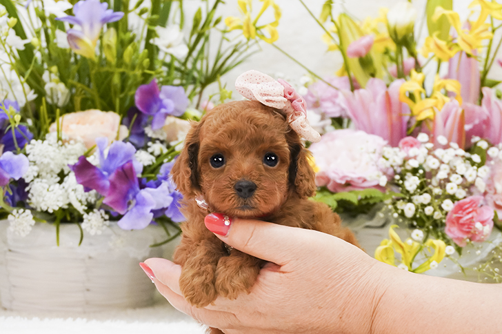子犬のご案内 トイプードル ティーカッププードルのブリーダーならミニプードルいしかわ 子犬のご案内 トイプードル ティーカッププードルのブリーダーならミニプードルいしかわ
