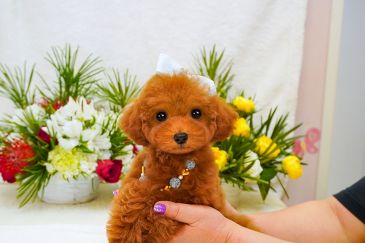 子犬のご案内 トイプードル ティーカッププードルのブリーダーならミニプードルいしかわ