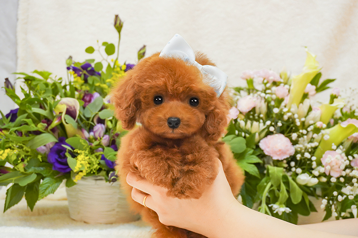 子犬のご案内 トイプードル ティーカッププードルのブリーダーならミニプードルいしかわ