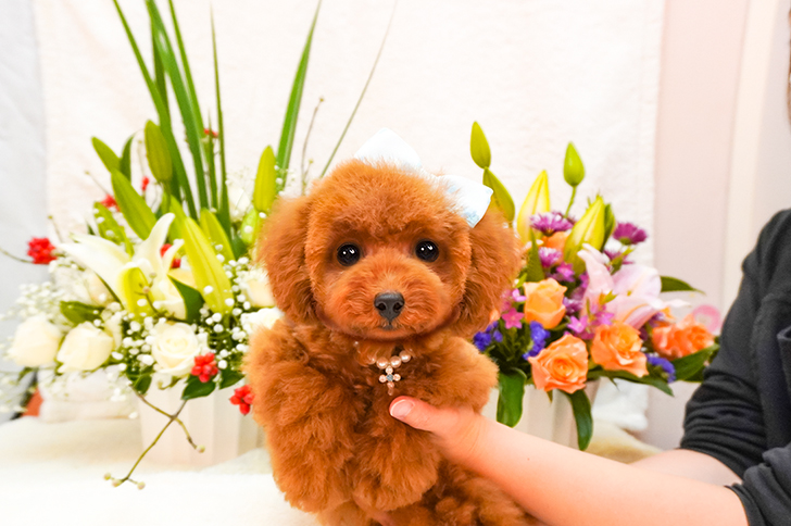 子犬のご案内 トイプードル ティーカッププードルのブリーダーならミニプードルいしかわ 子犬のご案内 トイプードル ティーカッププードルのブリーダーならミニプードルいしかわ