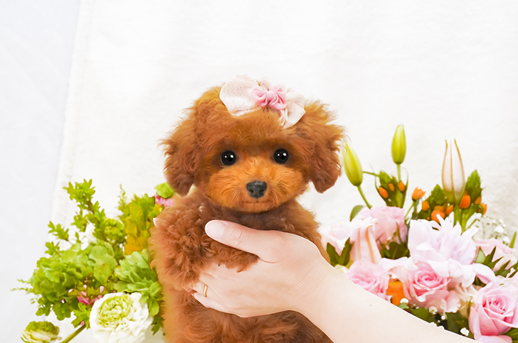 子犬のご案内 トイプードル ティーカッププードルのブリーダーならミニプードルいしかわ