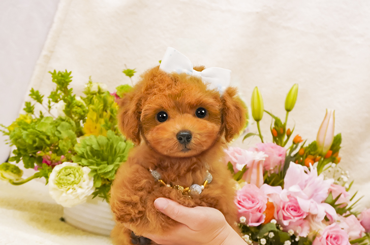 子犬の詳細no Tcr1172 トイプードル ティーカッププードルのブリーダーミニプードルいしかわ