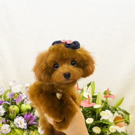売約済み子犬のアルバム トイプードル ティーカッププードルのミニプードルいしかわ