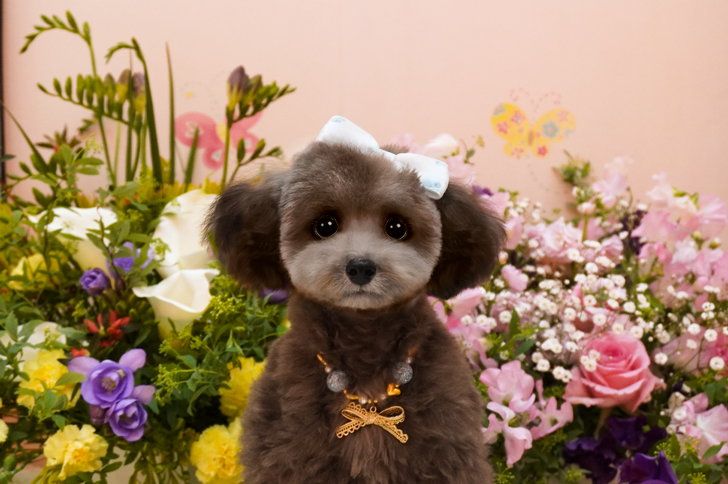 子犬のご案内|トイプードル・ティーカッププードルのブリーダーなら 