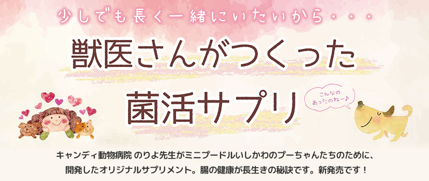 少しでも長く一緒にいたいから・・・　獣医さんがつくった菌活サプリ　キャンディ動物病院 のりよ先生がミニプードルいしかわのプーちゃんたちのために、
開発したオリジナルサプリメント。腸の健康が長生きの秘訣です。新発売です！
