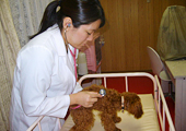写真：親犬の健康診断