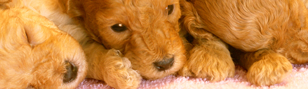 写真：生まれたての子犬