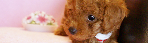 写真：子犬の様子