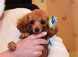 写真：はなのすけちゃん